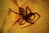 Fossil Spider (Aranea) In Baltic Amber #39099-1